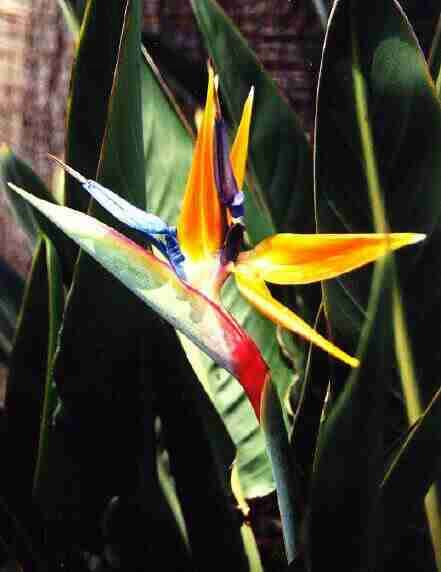 Oiseau paradis